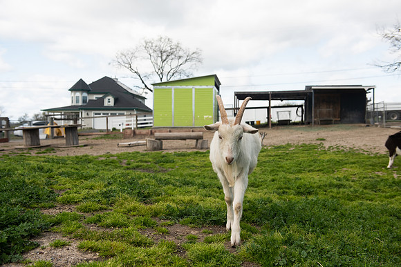 Goats_LR_2023_29