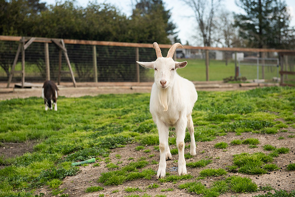 Goats_LR_2023_30