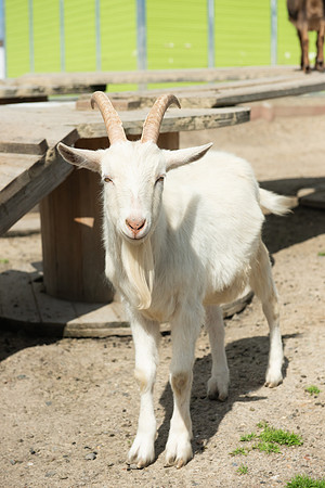 Goats_LR_2023_31