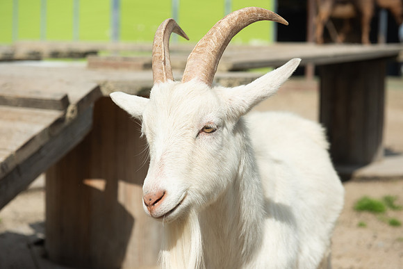 Goats_LR_2023_32