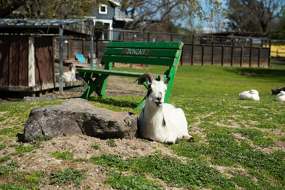 Goats_LR_2023_33