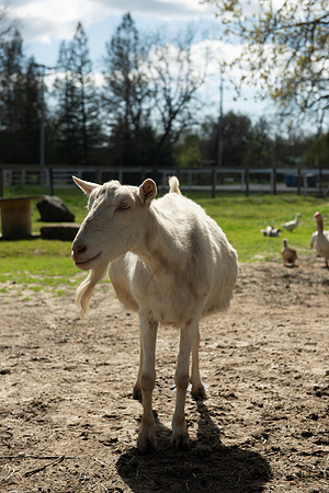 Goats_LR_2023_34