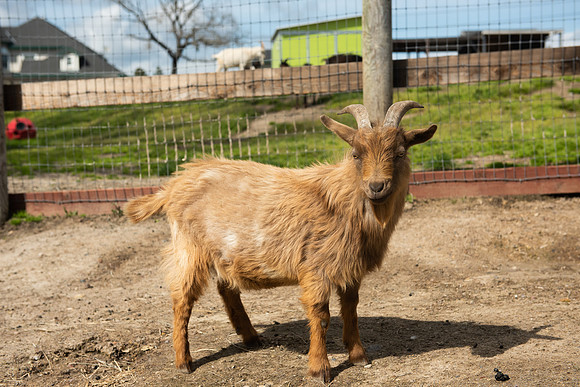 Goats_LR_2023_35
