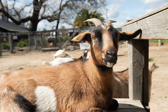 Goats_LR_2023_36