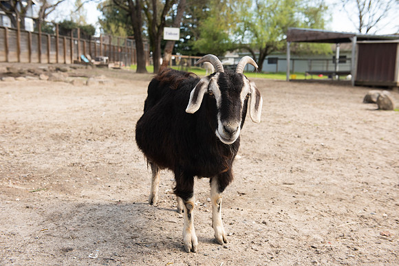 Goats_LR_2023_37