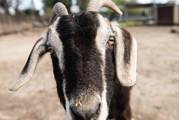 Goats_LR_2023_38