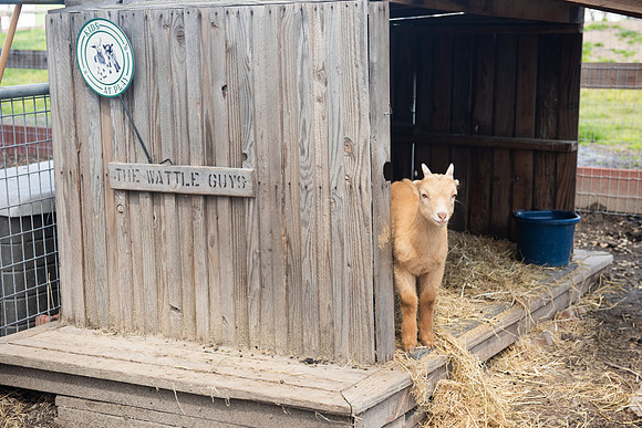 YoungGoat_LR_2023_01