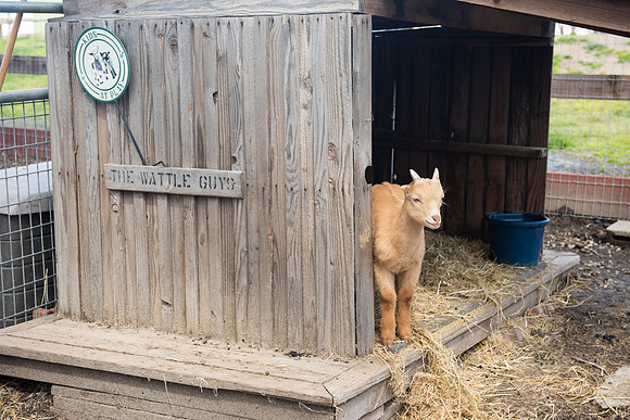 YoungGoat_LR_2023_02