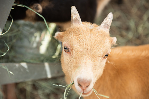 YoungGoat_LR_2023_03
