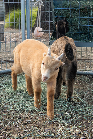 YoungGoat_LR_2023_04