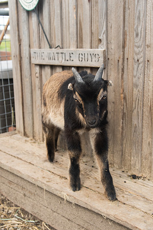YoungGoat_LR_2023_05