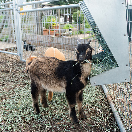 YoungGoat_LR_2023_06
