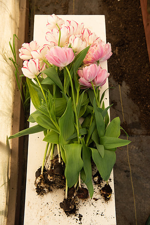 PopPet_LR_2023_03