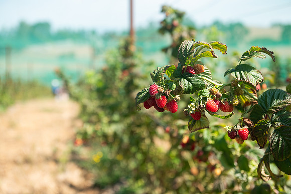 BoringFarms_25