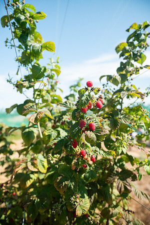 BoringFarms_22
