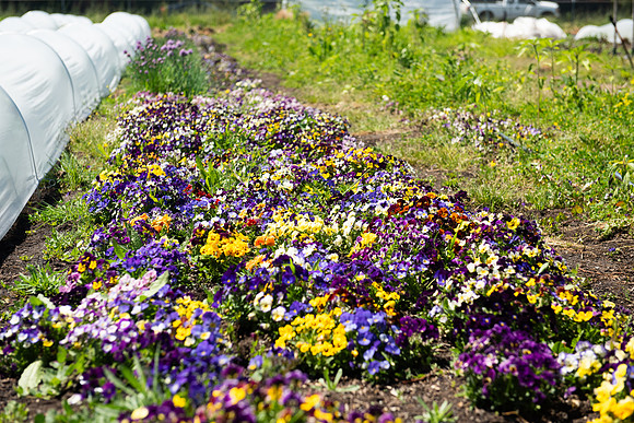 DeepRoots_April 2024_LR_23