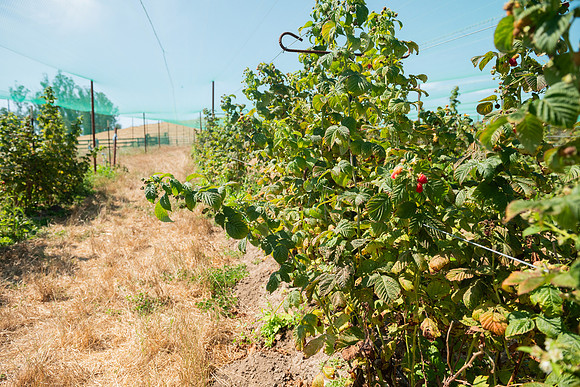 BoringFarms_27