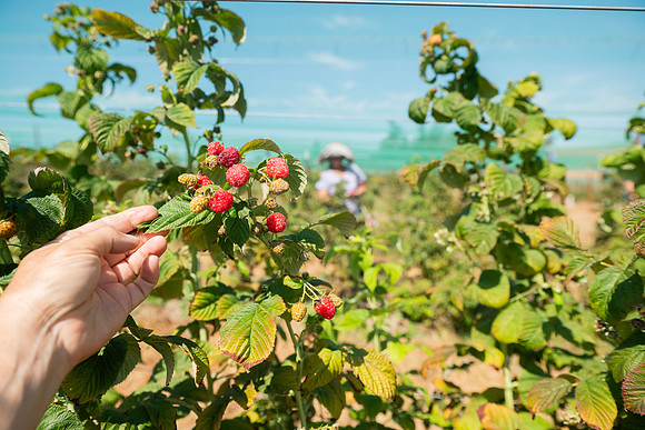 BoringFarms_28