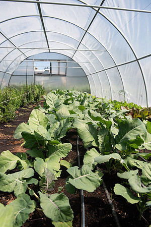 DeepRoots_April 2024_LR_09