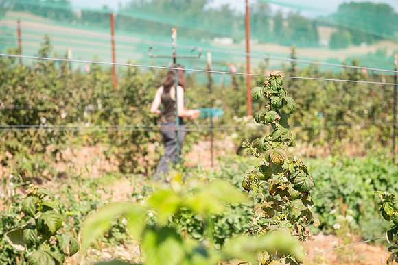 BoringFarms_20