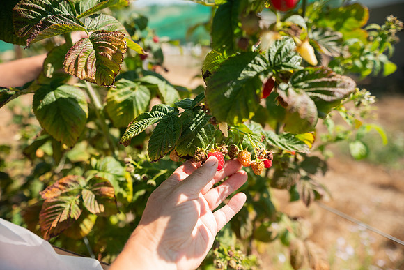 BoringFarms_29