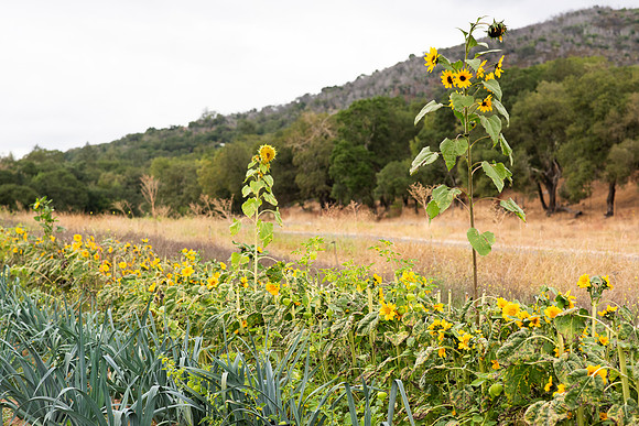 OakHill_20_LR_2023