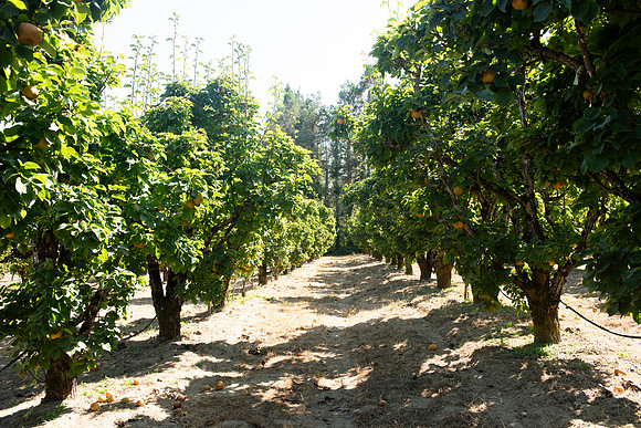 Earthseed_49_LR_2023