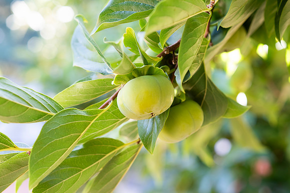 Earthseed_69_LR_2023