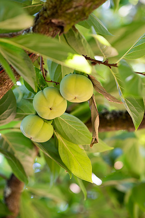 Earthseed_72_LR_2023