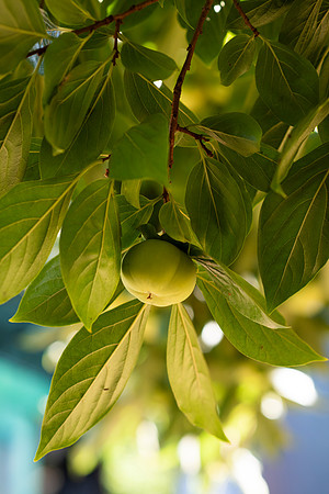 Earthseed_74_LR_2023