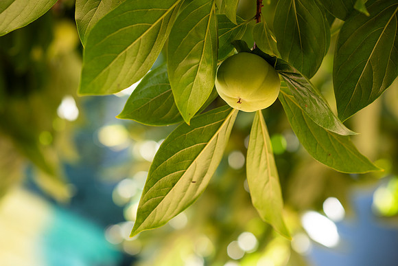 Earthseed_73_LR_2023