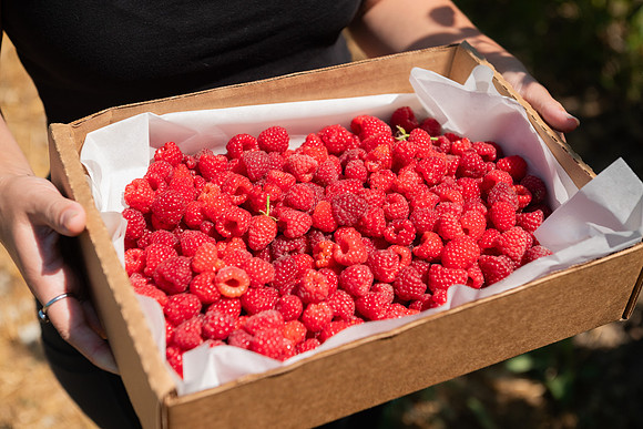 BoringFarms_41