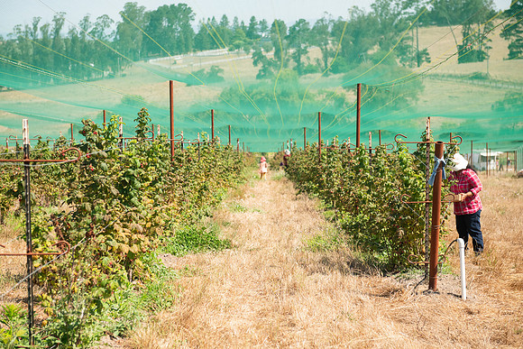 BoringFarms_13