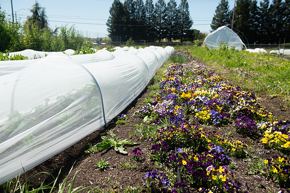 DeepRoots_April 2024_LR_24