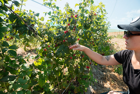 BoringFarms_32