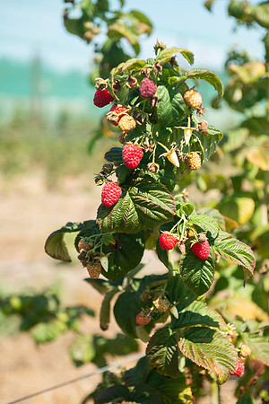 BoringFarms_24