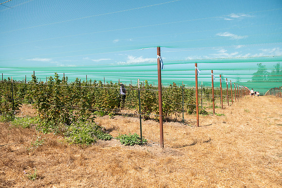 BoringFarms_11