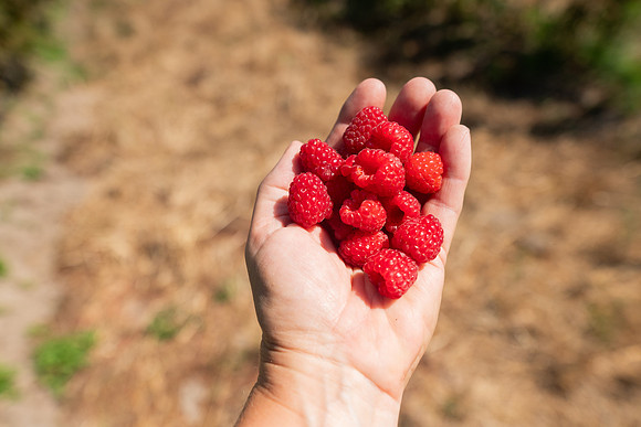 BoringFarms_39