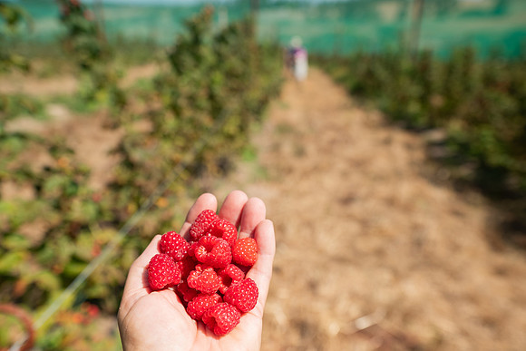 BoringFarms_38