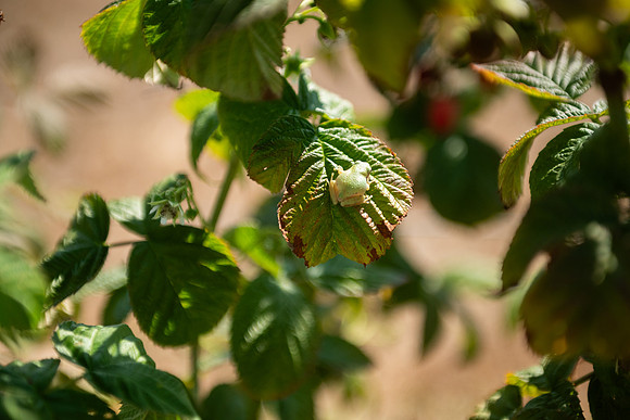 BoringFarms_23