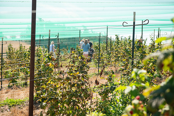 BoringFarms_19