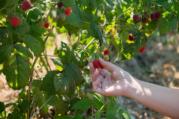 BoringFarms_34