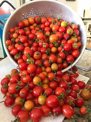 Harvest054