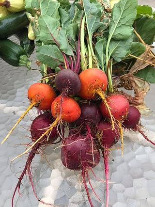 Harvest037