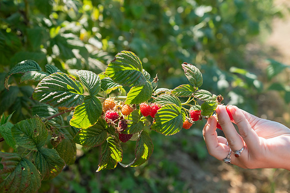 BoringFarms_37