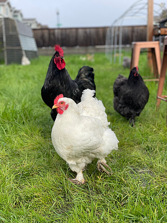 Chickens_LR_2023_06