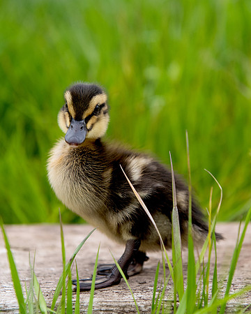 BabyDucks_LR_2023_07