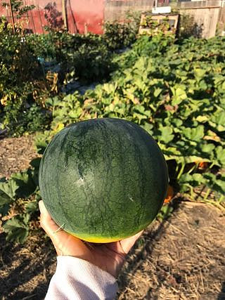 Harvest048