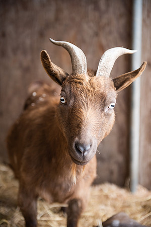 BabyGoats_LR_2023_10