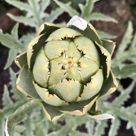 Harvest004